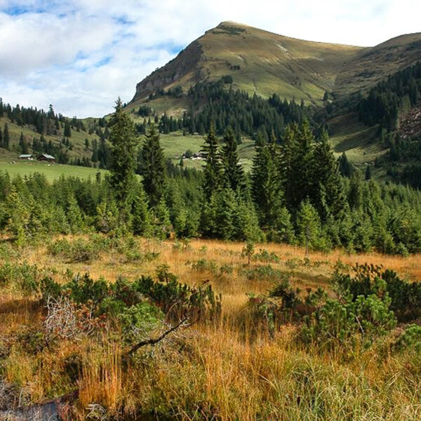 Unterhalb des Juifen. Foto: Naturpark Karwendel